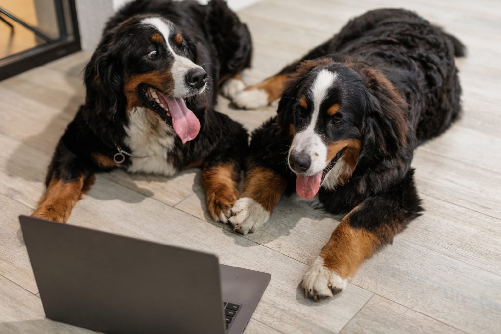 how much does a bernese mountain dog cost