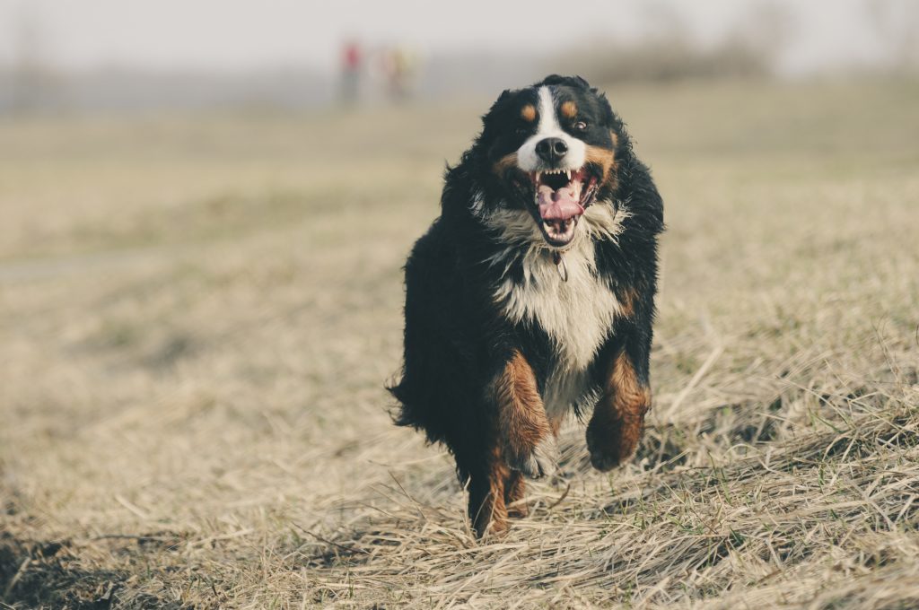 how much does a bernese mountain dog cost