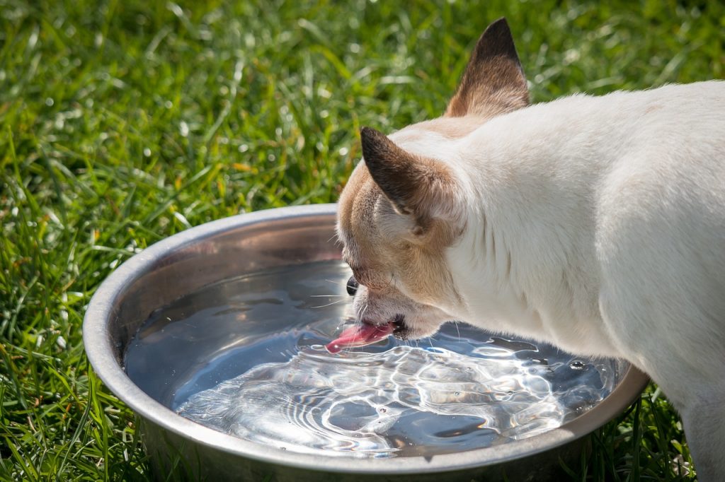 how to stop dog from drinking too much water