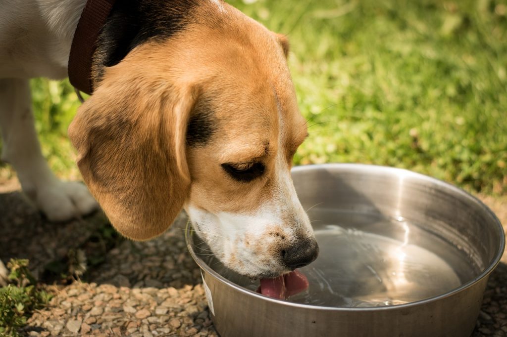 how to stop dog from drinking too much water
