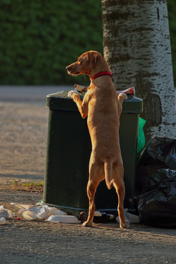 how to keep dog out of trash