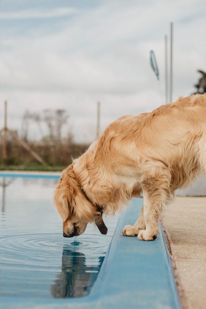 how long can a dog survive without water