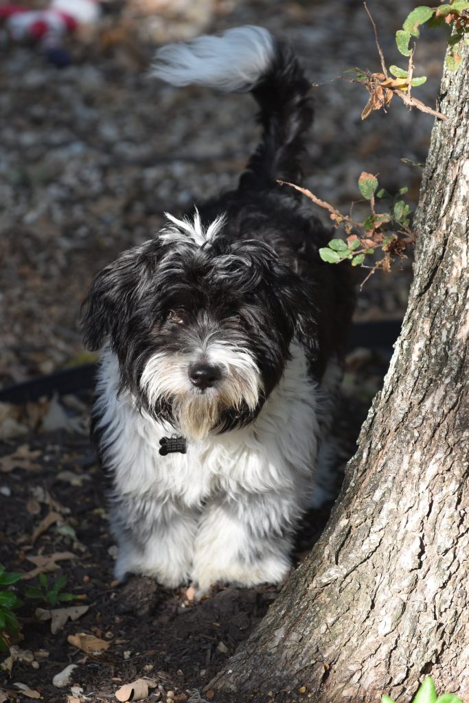 how much are havanese puppies