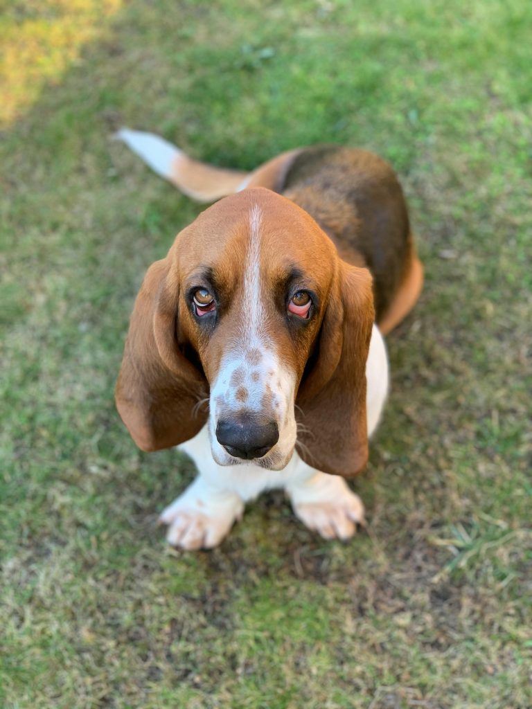 how much do basset hounds cost