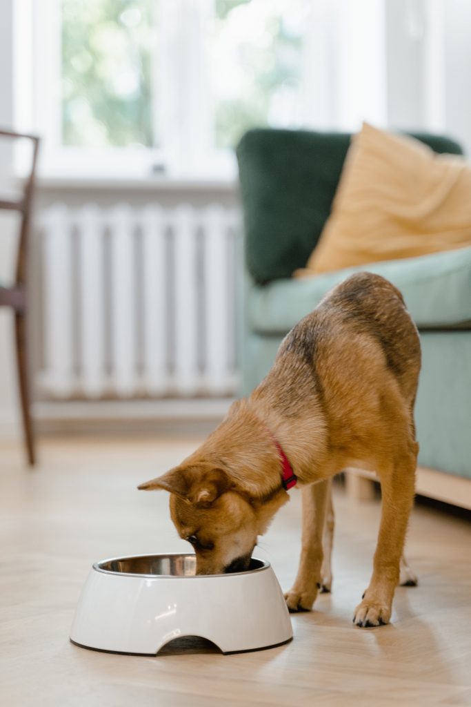 how to make puppy gruel