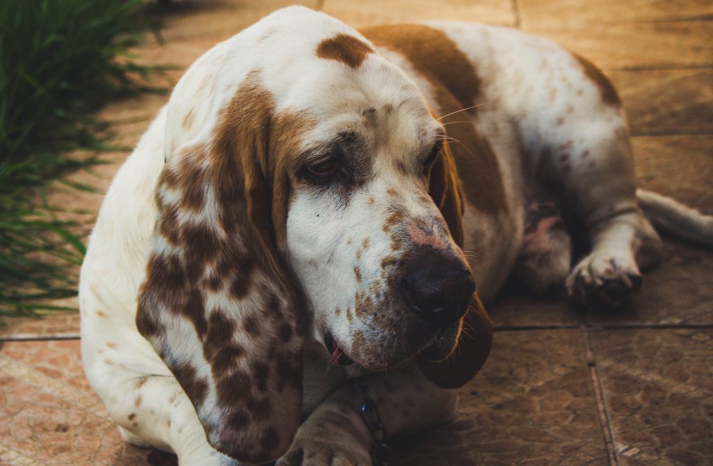 how much do basset hounds cost