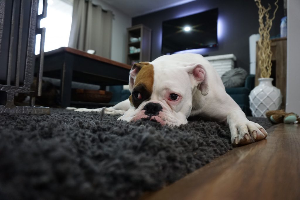 why do dogs dig carpet