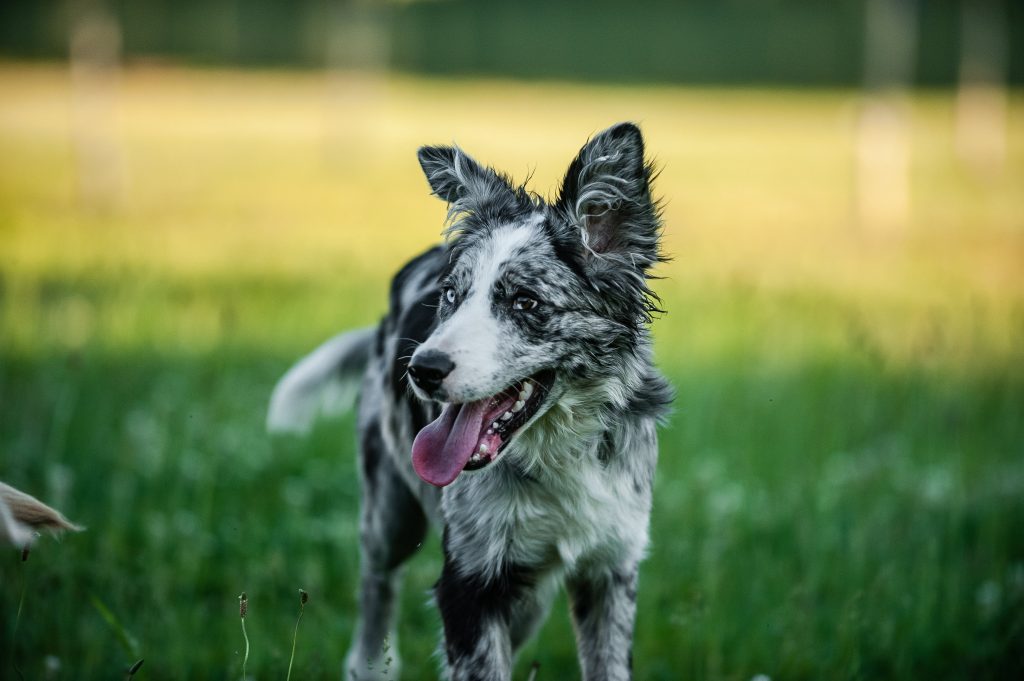 can dogs go gray from stress