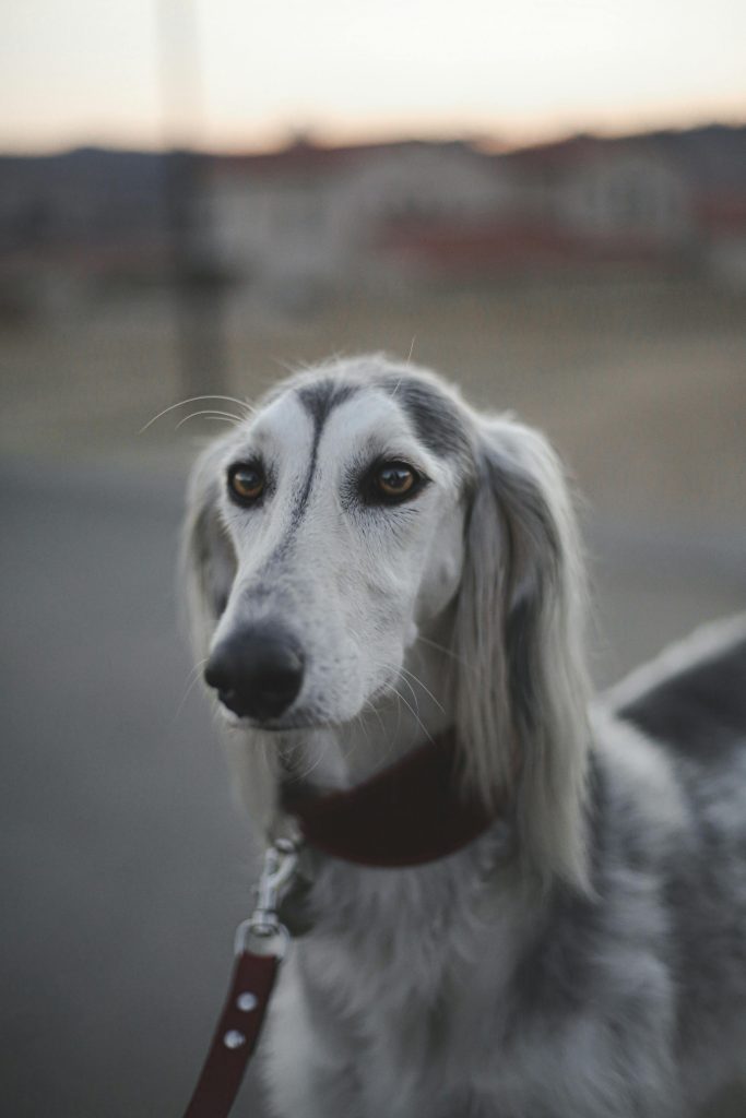 can dogs go gray from stress
