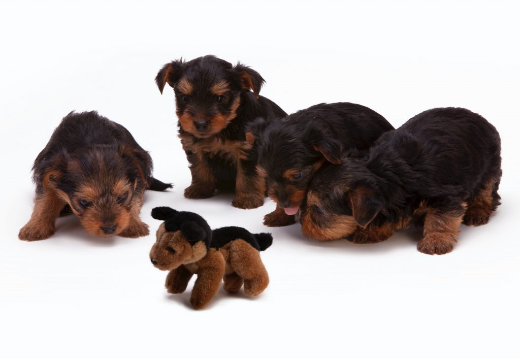 how many pups die in litters