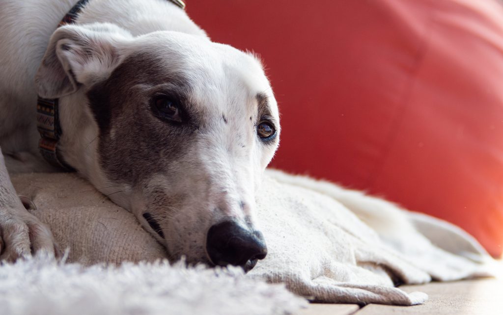 how much does a greyhound cost